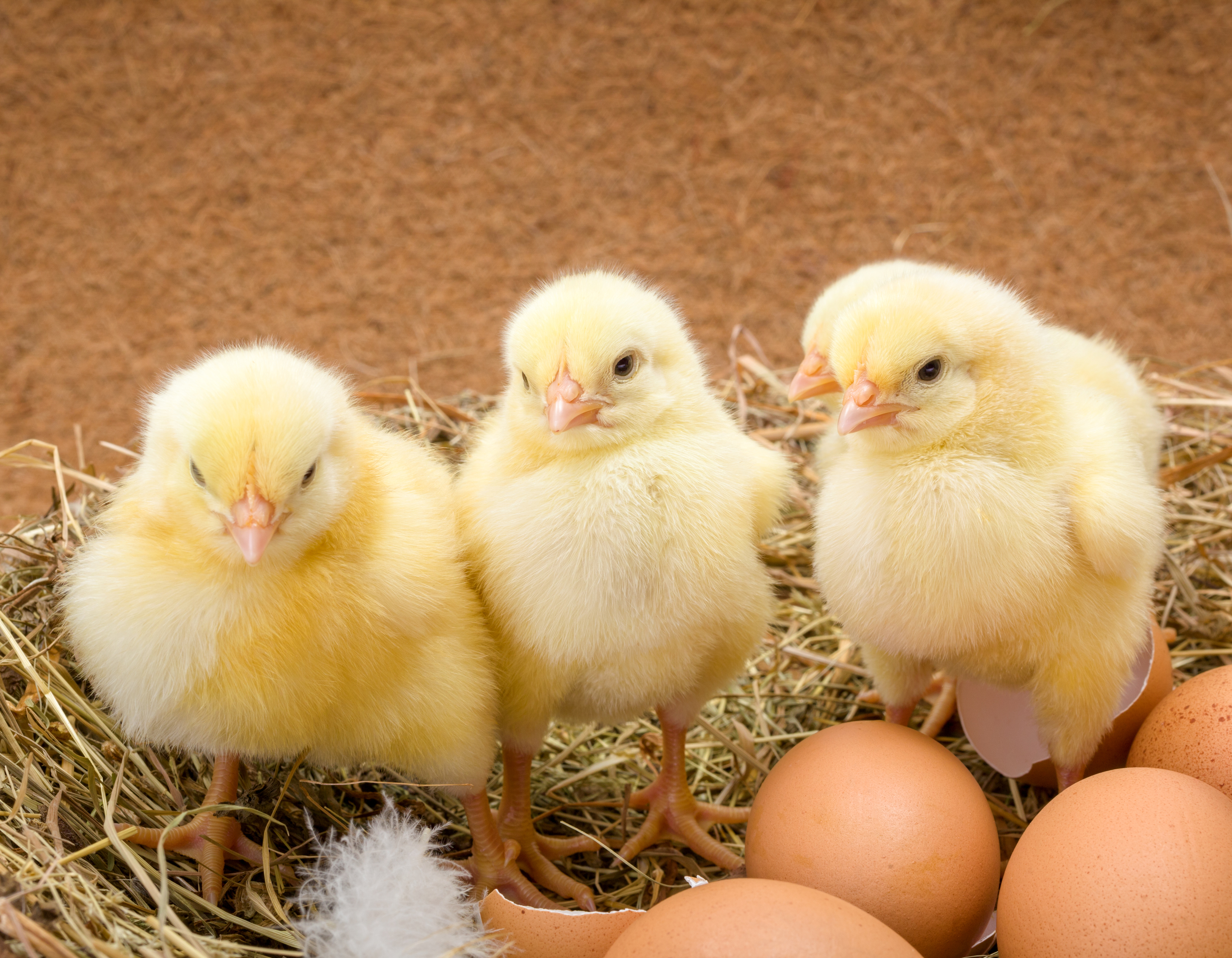 photodune-15857761-newborn-chickens-in-hay-nest-along-whole-and-broken-eggs-l